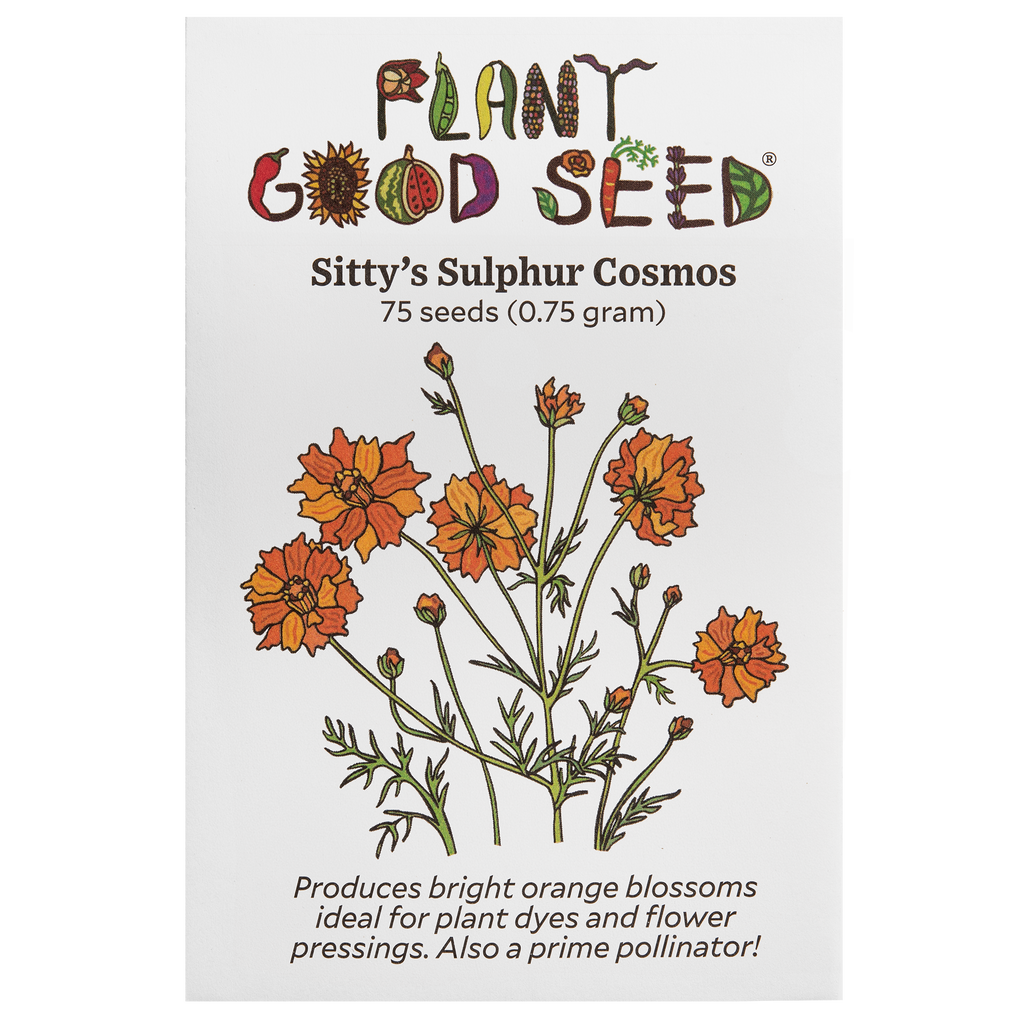 Sitty's Sulphur Cosmos Seeds - Plant Good Seed