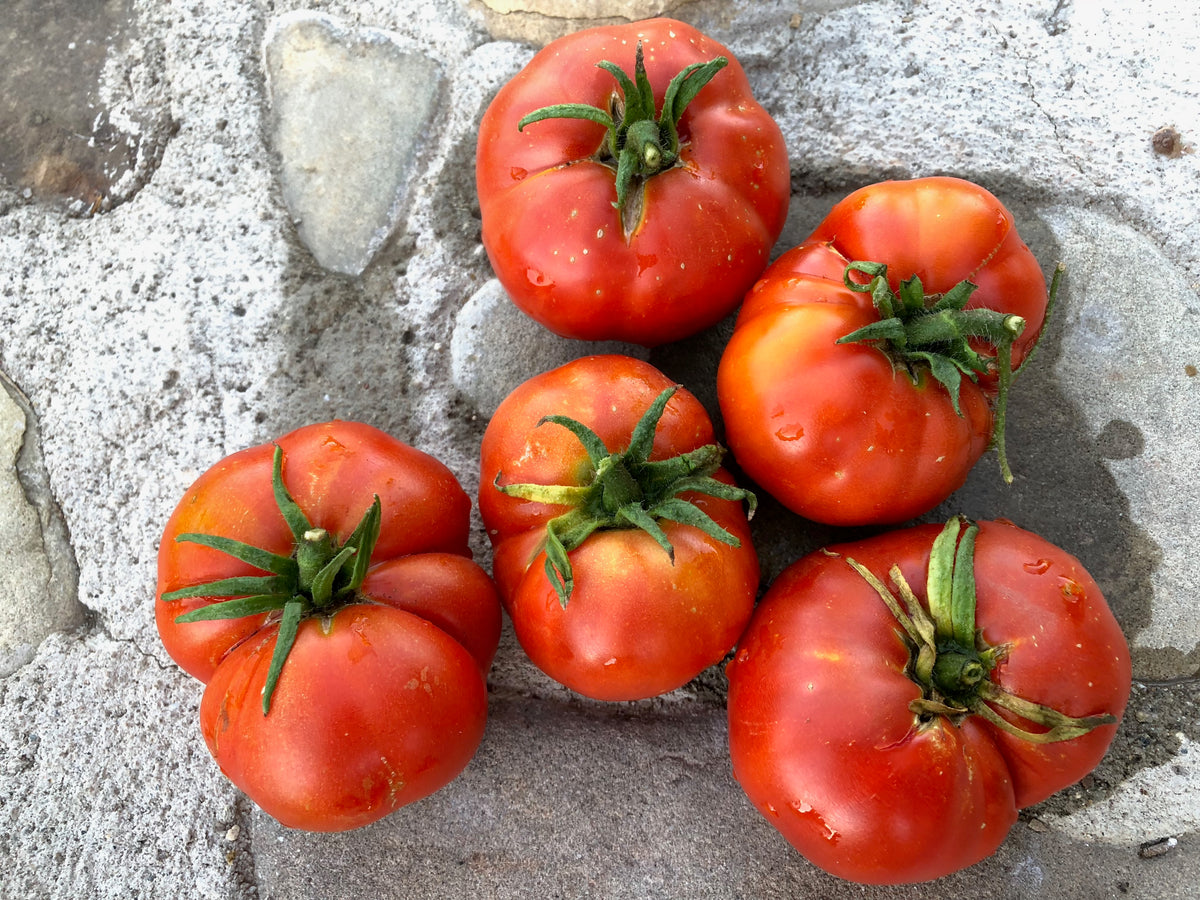 Costoluto Genovese Tomato