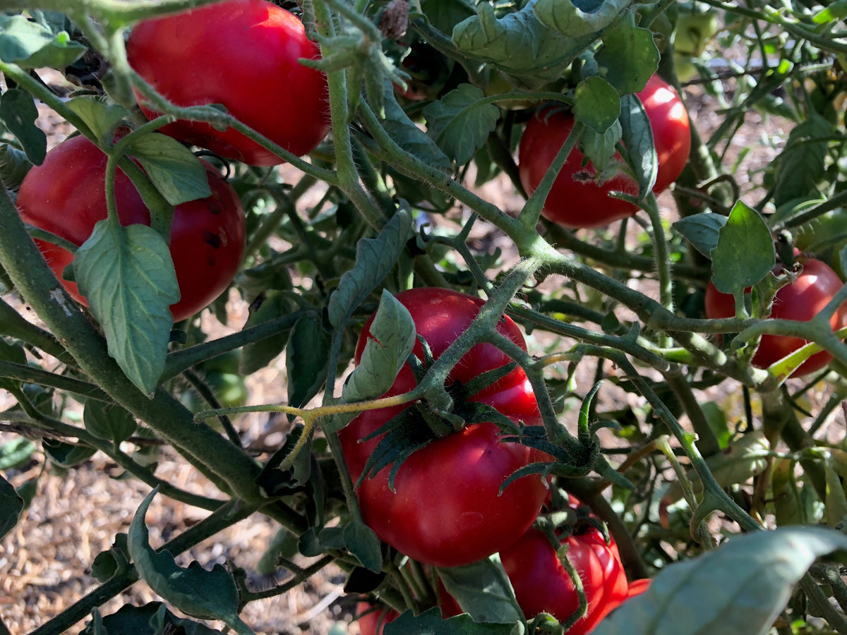 Costoluto Genovese Tomato