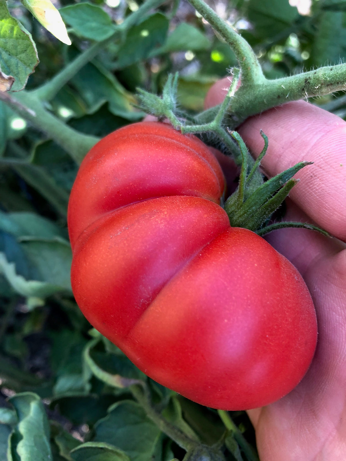 Costoluto Genovese Tomato