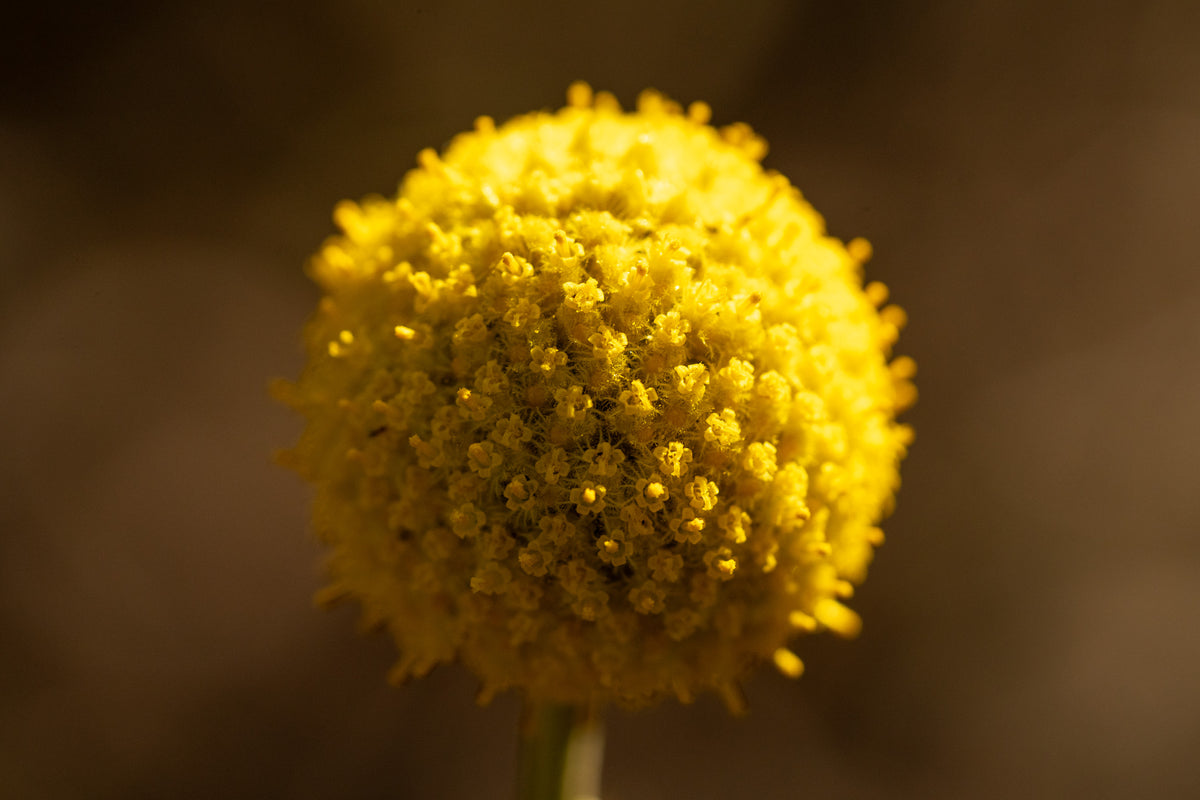 Craspedia Flower / Billy Buttons / Sun Ball