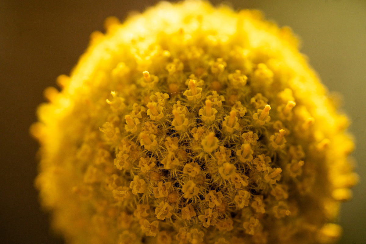 billy ball flower seeds Craspedia / Billy Buttons