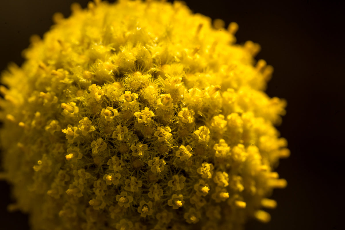 Craspedia Flower / Billy Buttons / Sun Ball