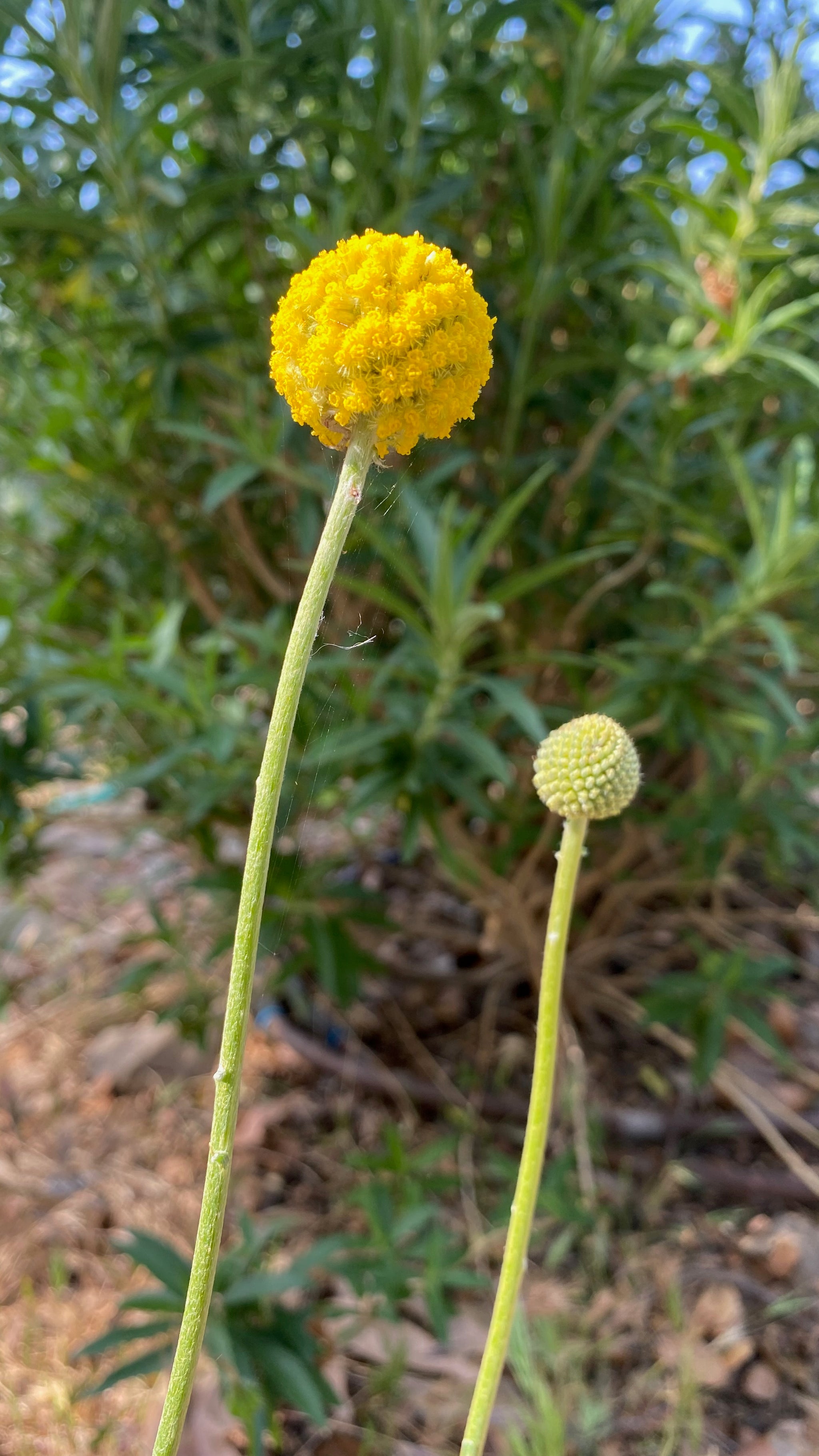 billy ball flower seeds Craspedia / Billy Buttons