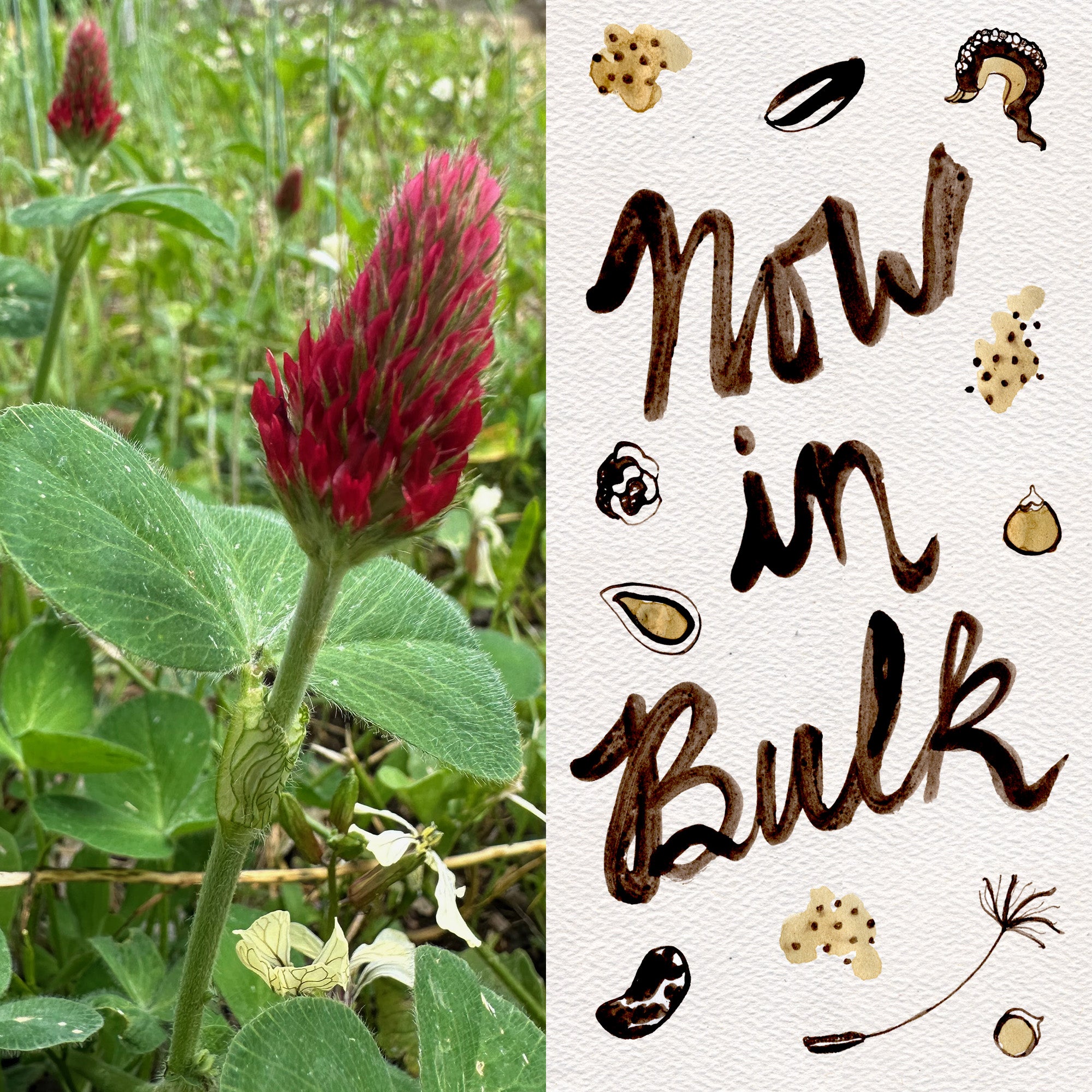 clover flower seeds Crimson Clover Seeds BULK: 75,000 Seeds (0.5 pound), OG