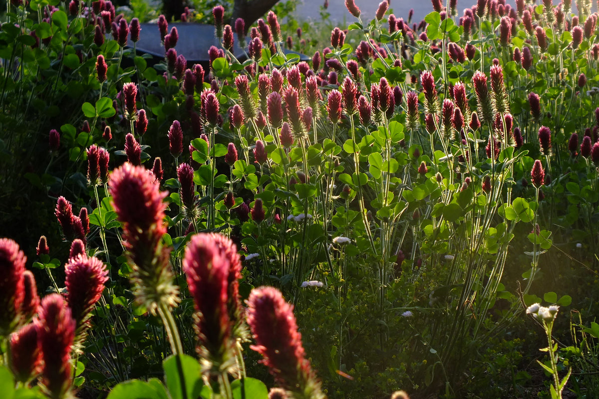 Crimson Clover in Bloom