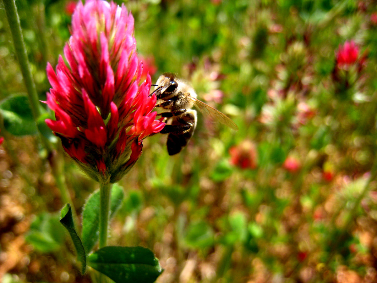 Crimson Clover in Bloom