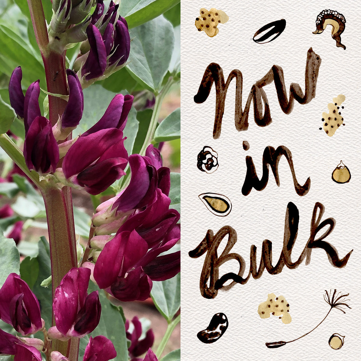 Crimson Flowered Fava