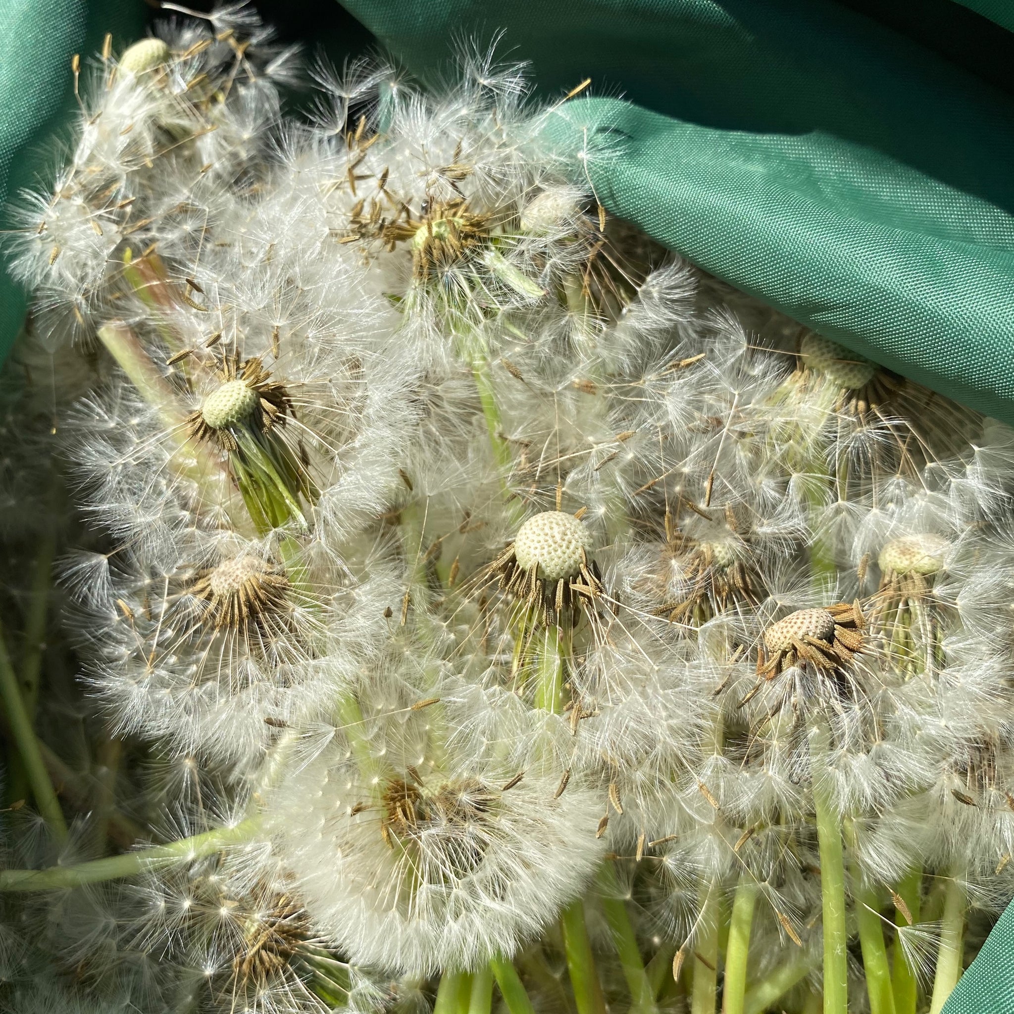 plant dandelion seeds True (Common/Wild) Dandelion Seeds