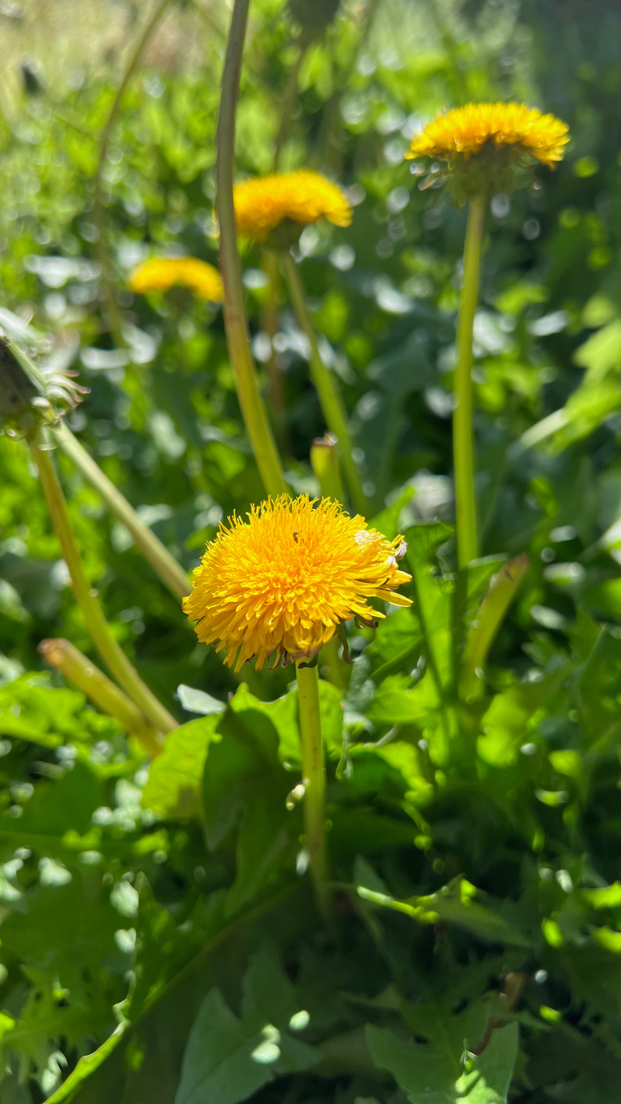 dandelion house plant True (Common/Wild) Dandelion Seeds