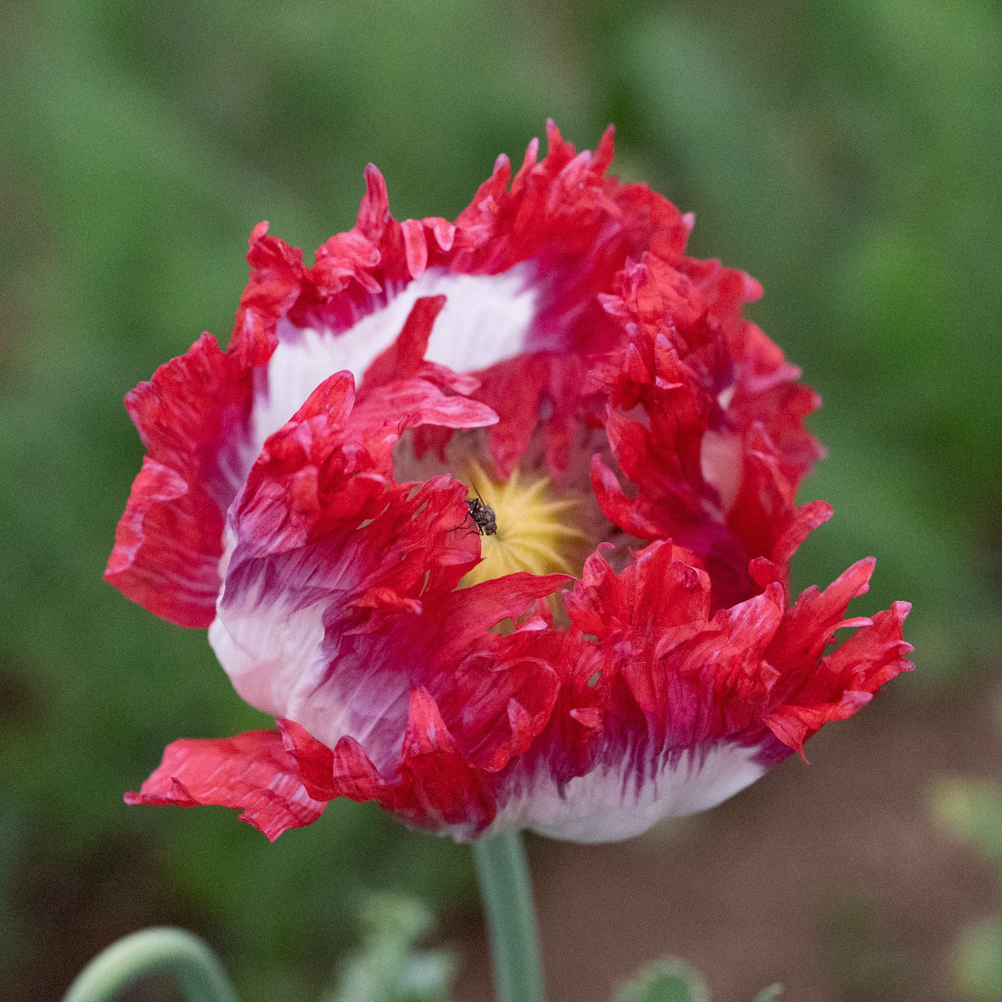 poppy flower seeds Danish Flag Poppy