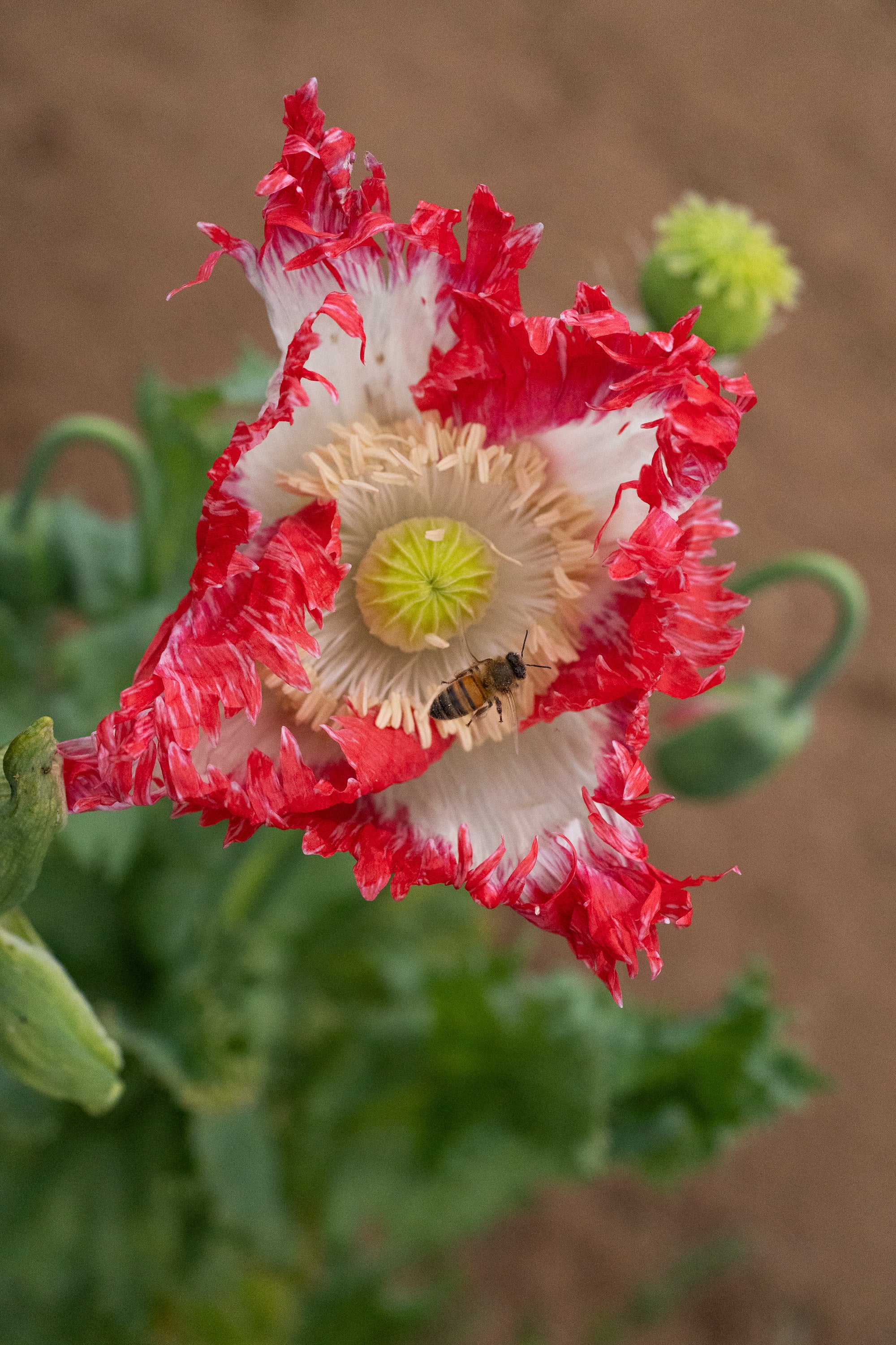 opium flower seeds Danish Flag Poppy BULK: 56,700 seeds (1 ounce), OG
