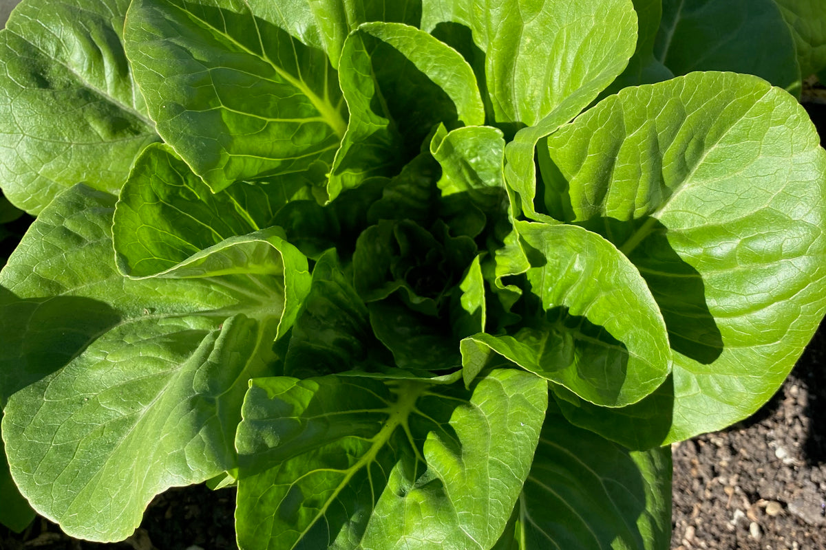 Dark Green Romaine Lettuce