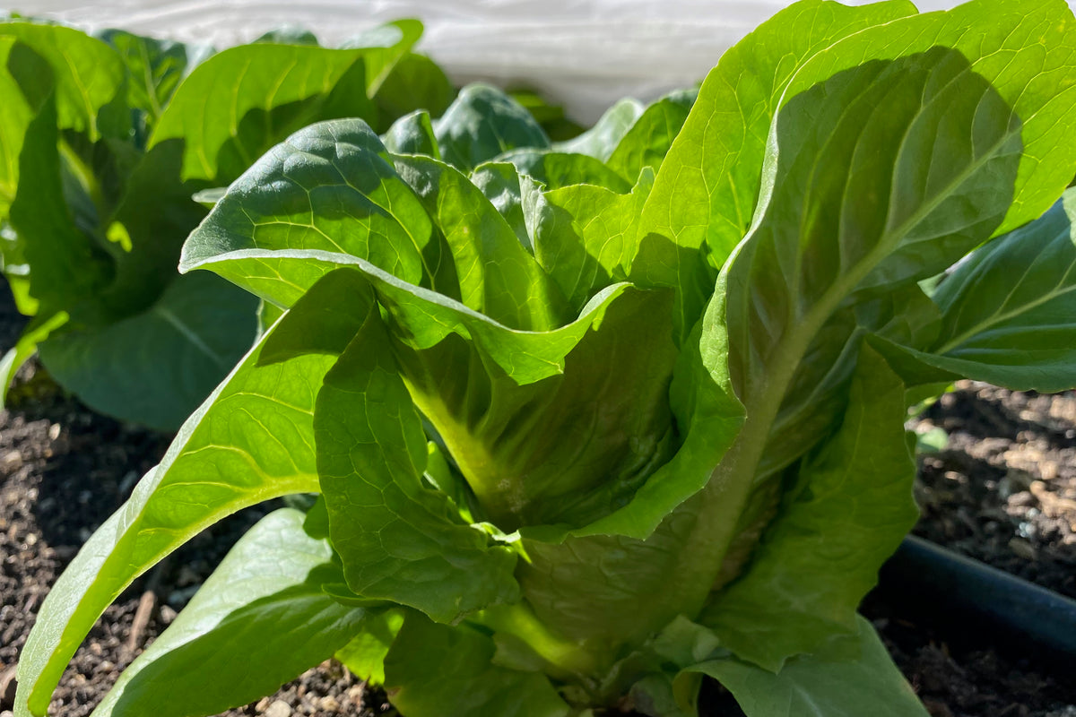 Dark Green Romaine Lettuce