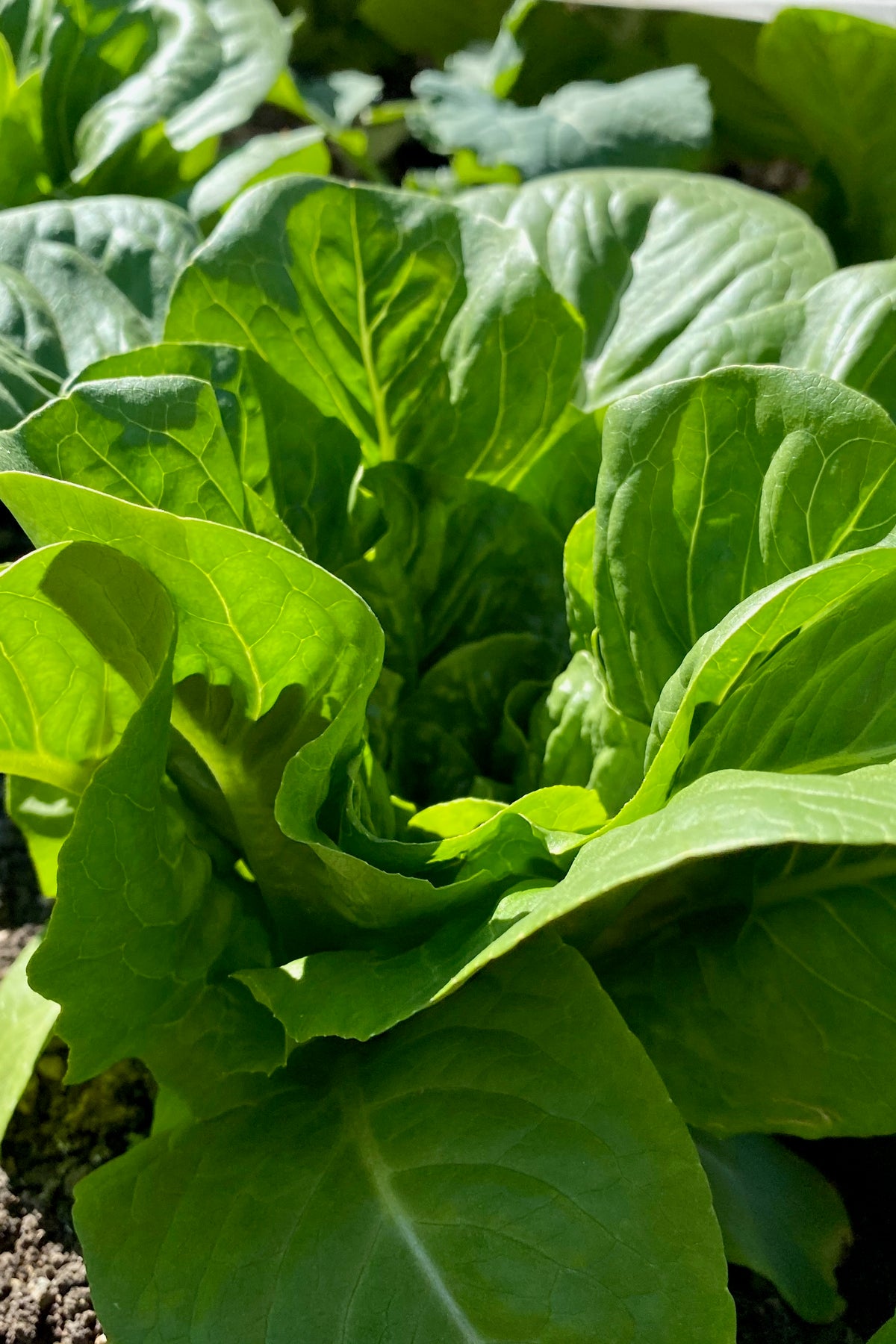Dark Green Romaine Lettuce