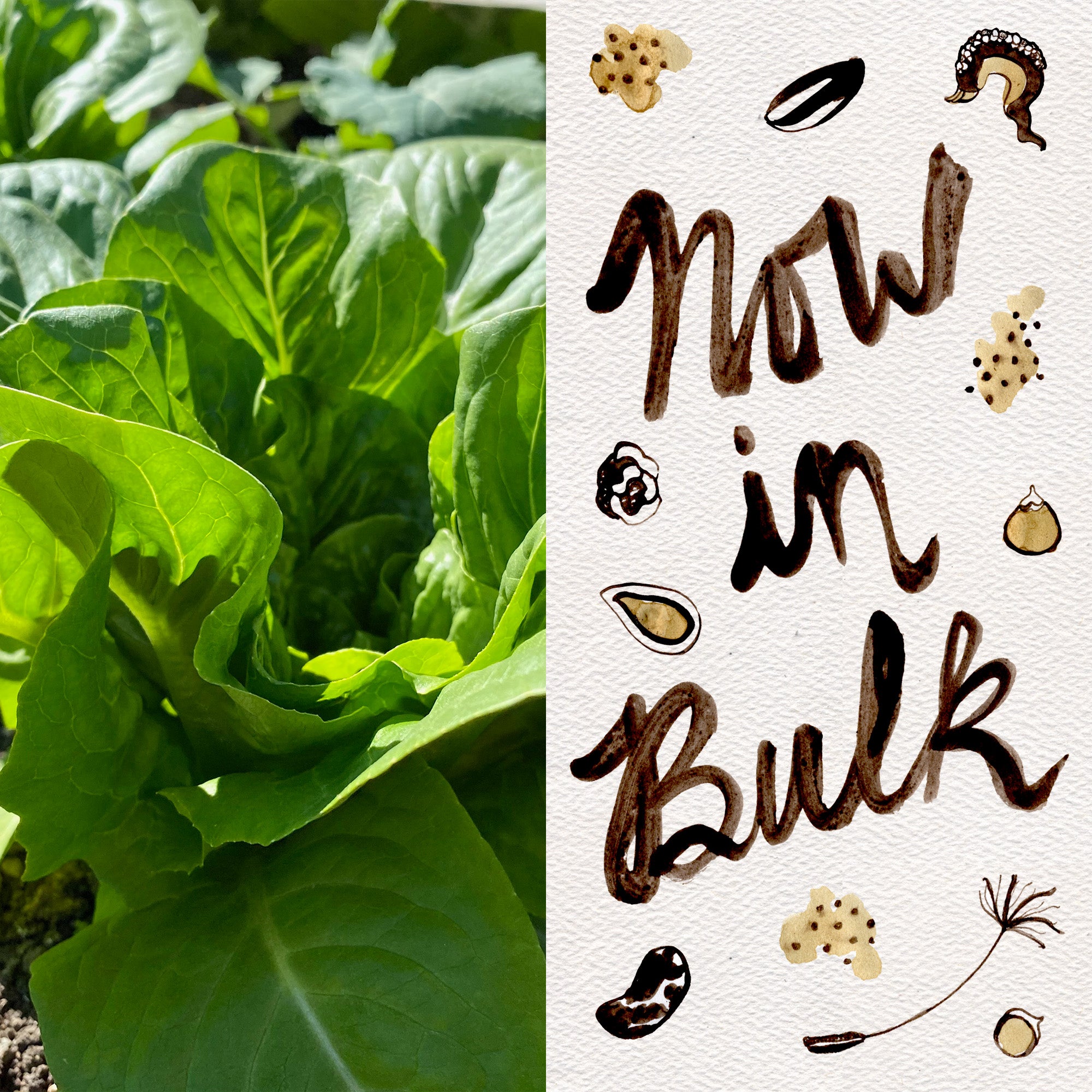 plant romaine lettuce seeds Dark Green Romaine Lettuce Seeds