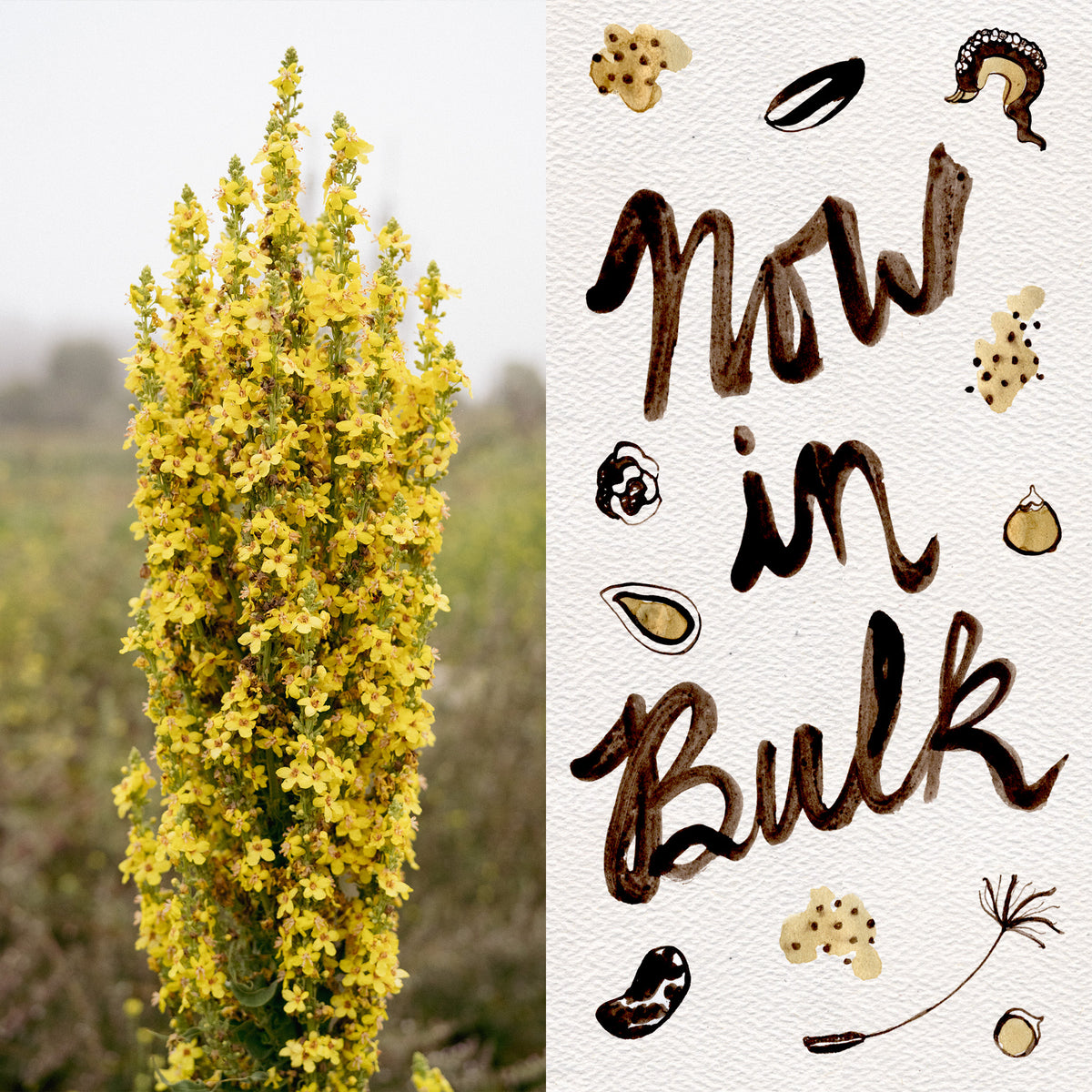 Dense Flowered Mullein