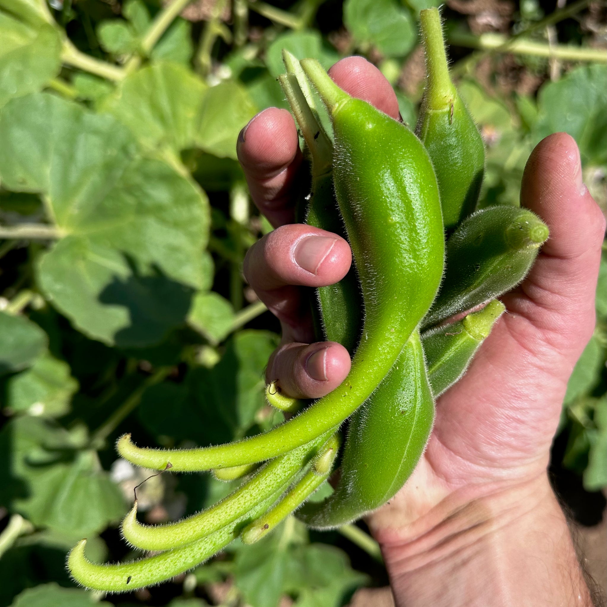 devil's claw plant seeds for sale Devil's Claw / Unicorn Plant Seeds