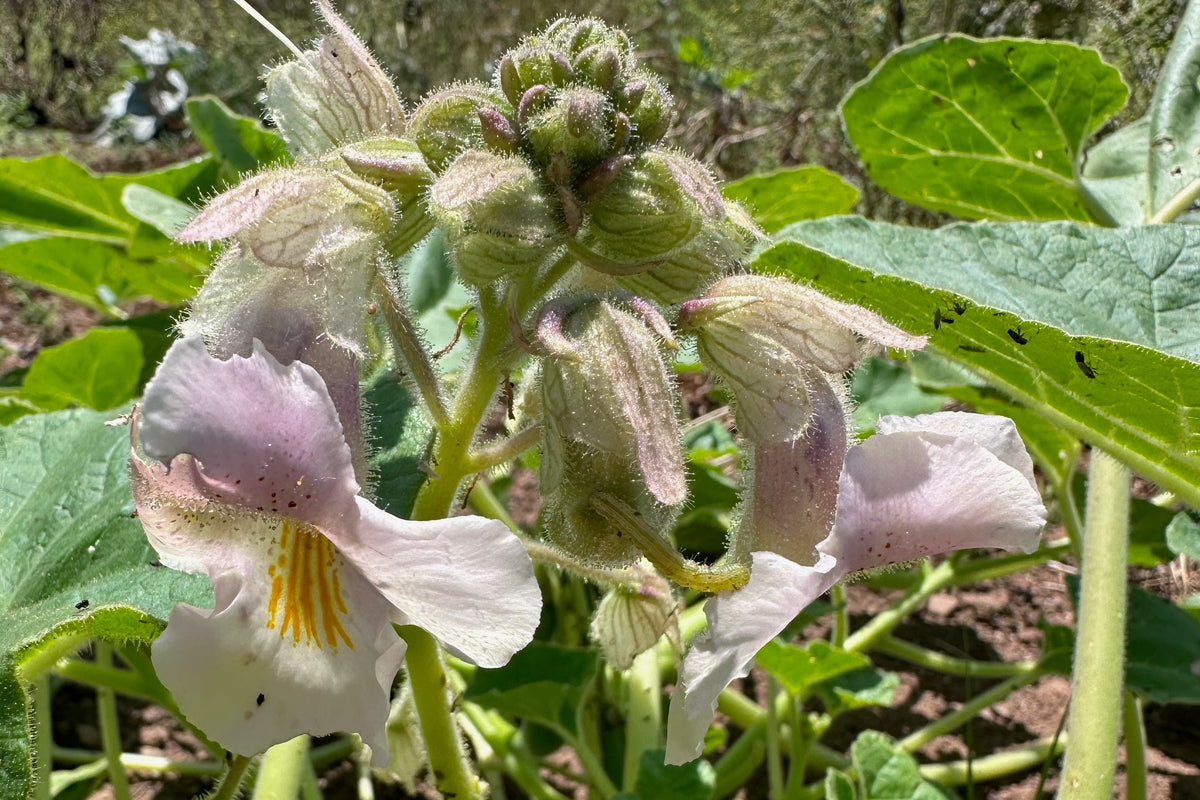 Devil&#39;s Claw (Proboscidea louisianica) Flowers with Bugs / Carnivorous Plant