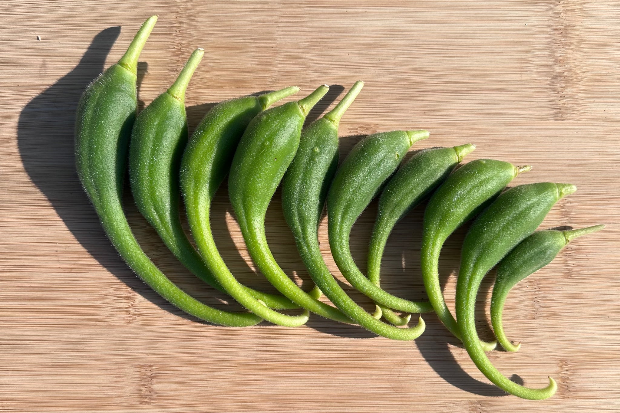 devil plant seeds Devil's Claw / Unicorn Plant Seeds