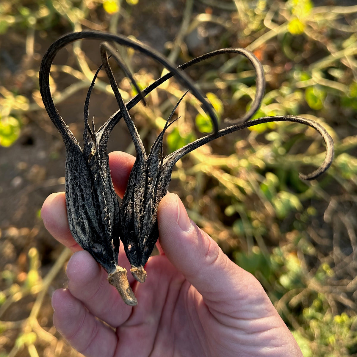Devil&#39;s Claw (Proboscidea louisianica) Dried Seed Pods