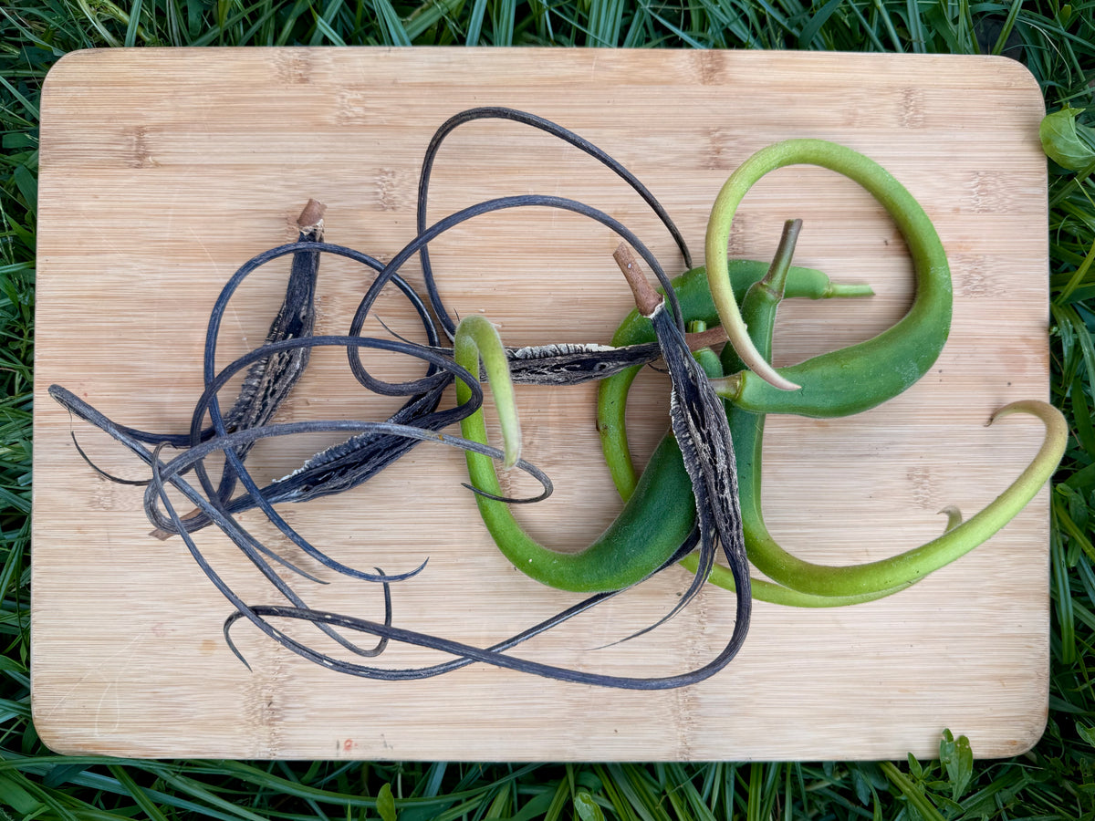 Red Devil's Claw / Doubleclaw