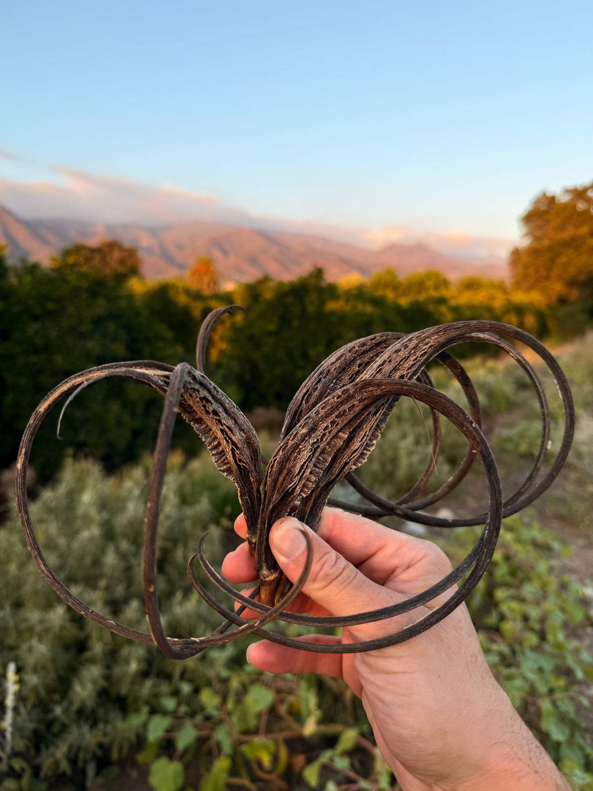 Red Devil's Claw / Doubleclaw