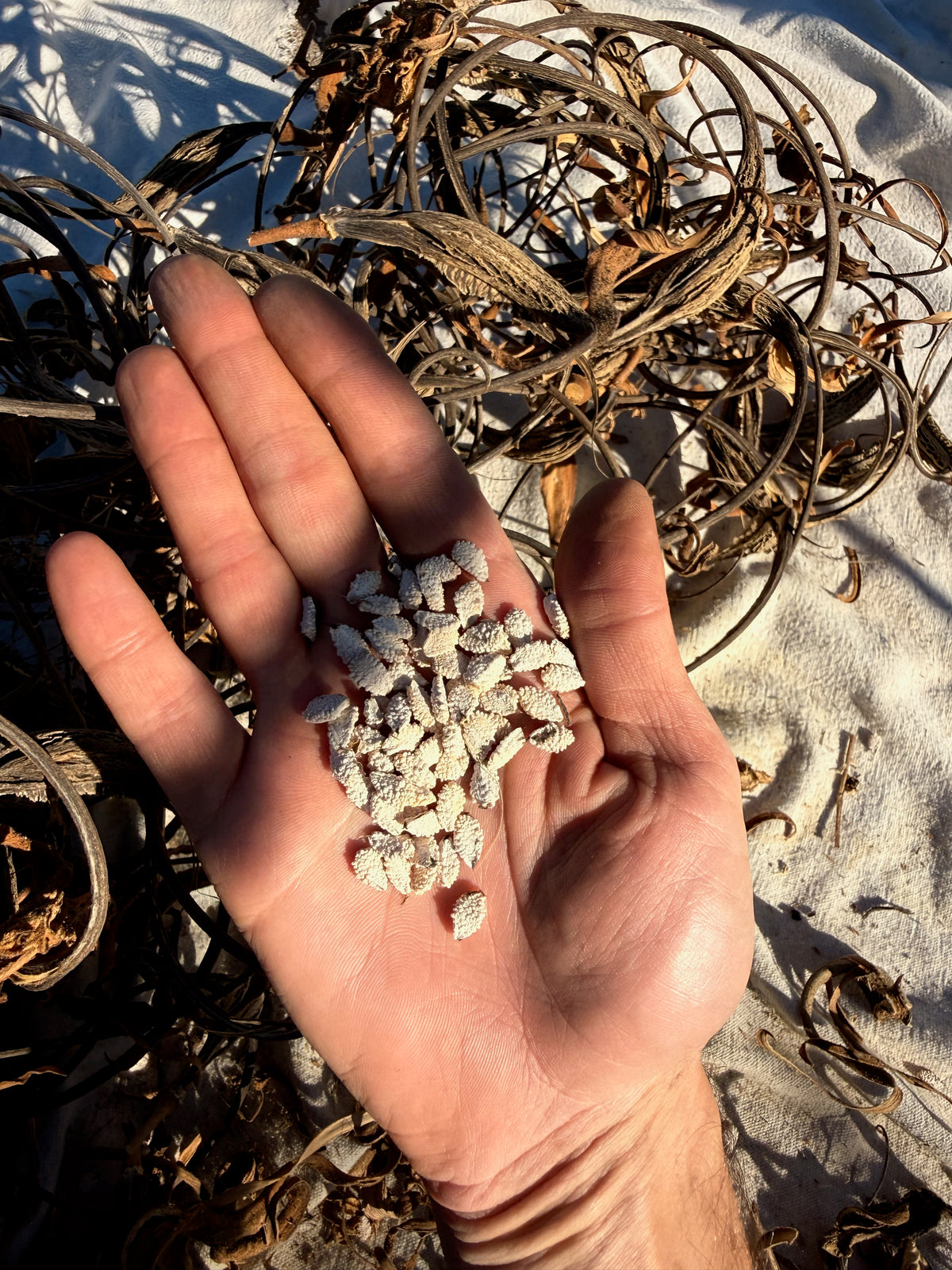 Red Devil's Claw / Doubleclaw