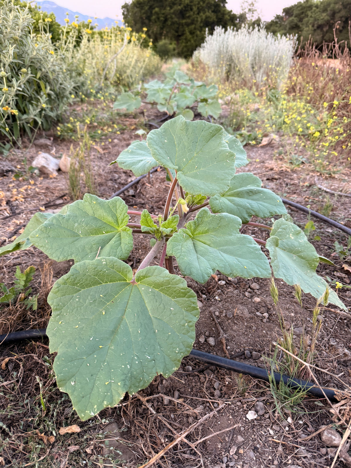 Red Devil's Claw / Doubleclaw