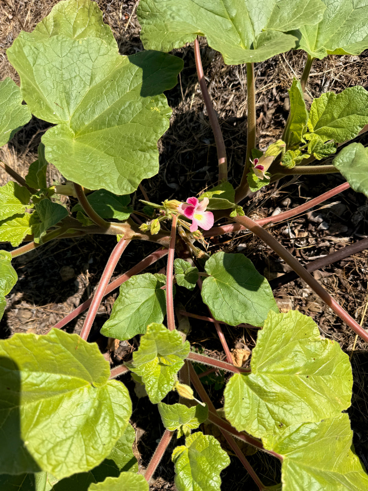 Red Devil's Claw / Doubleclaw