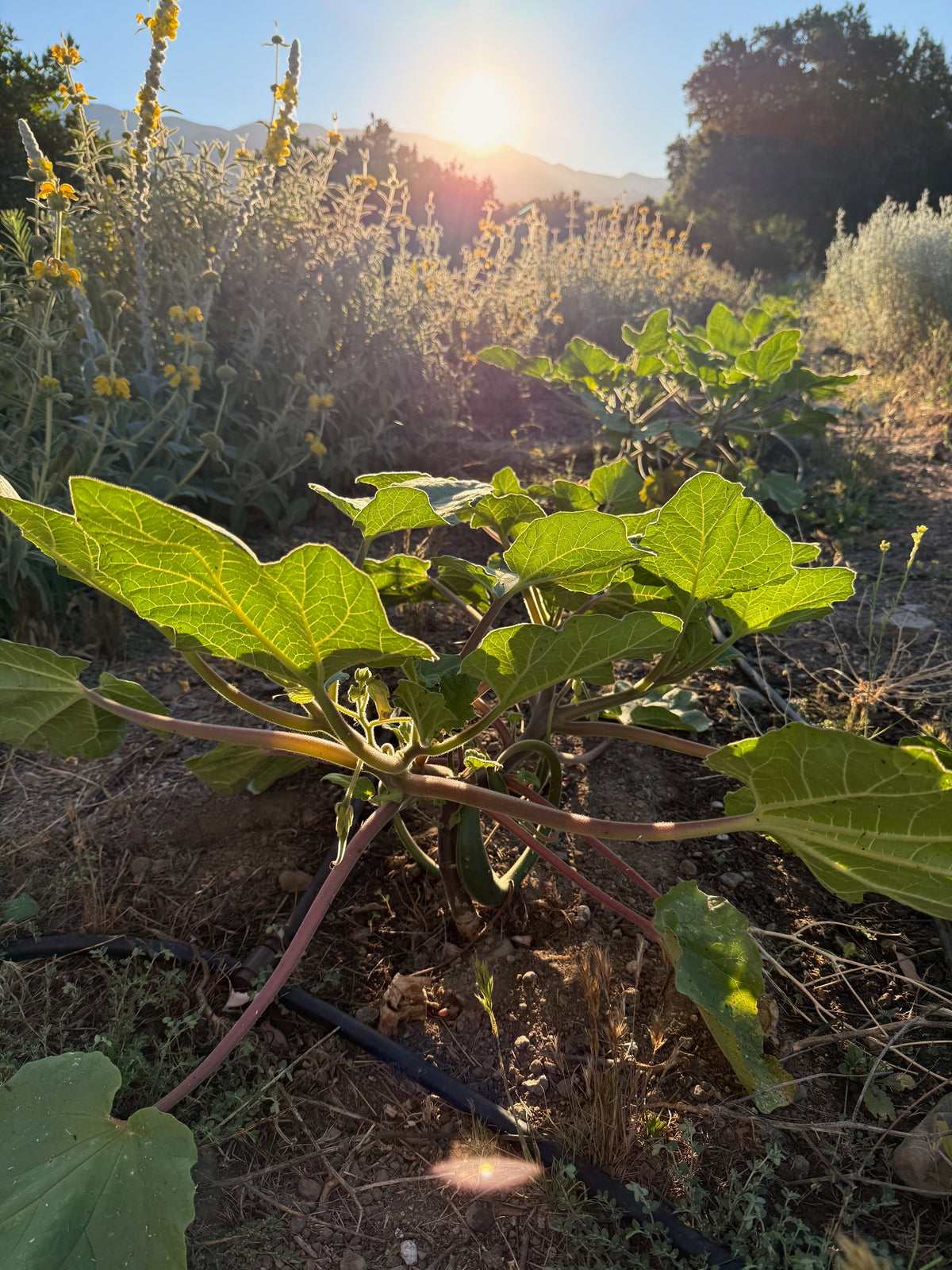 Red Devil's Claw / Doubleclaw