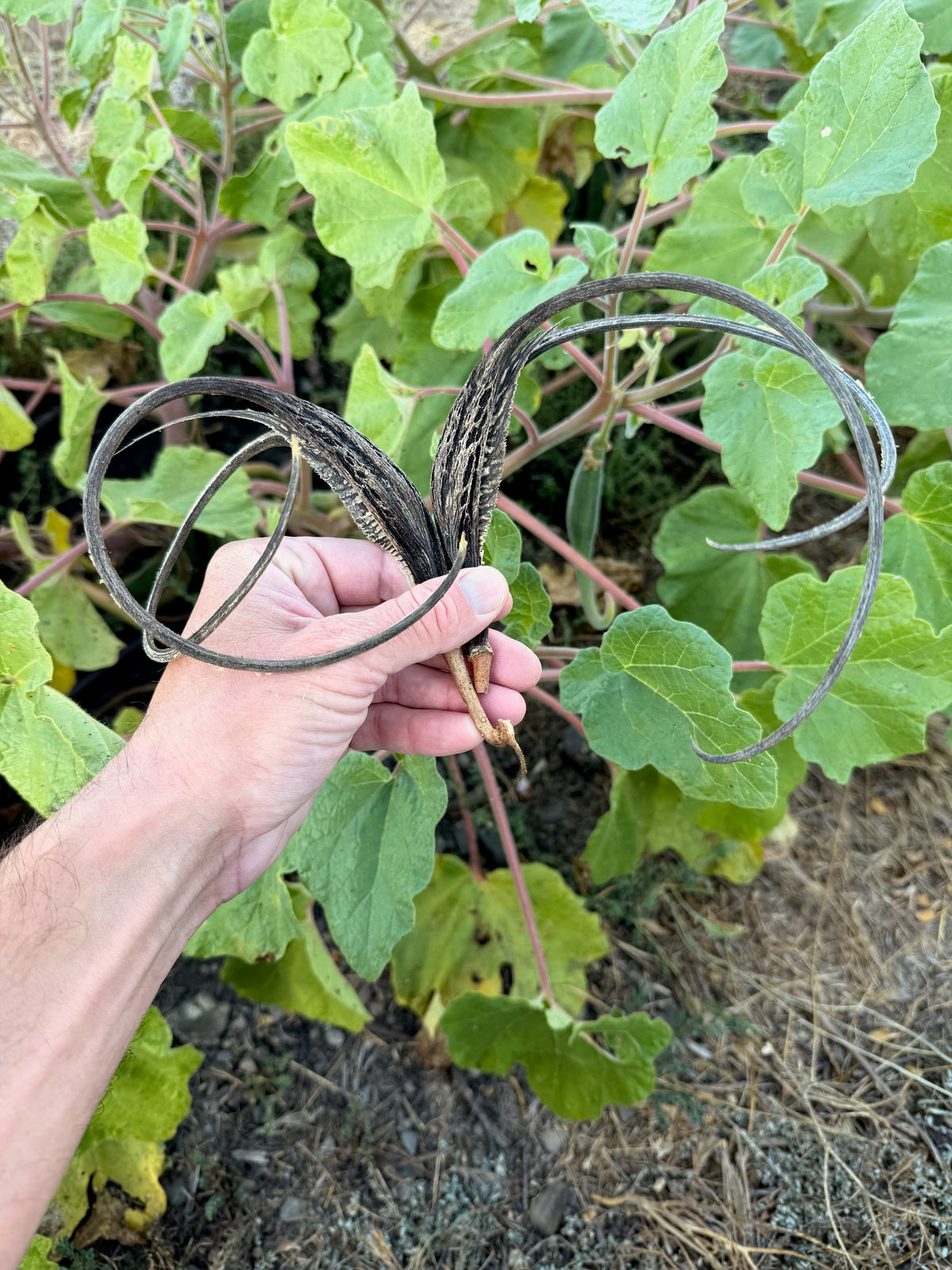 Red Devil's Claw / Doubleclaw