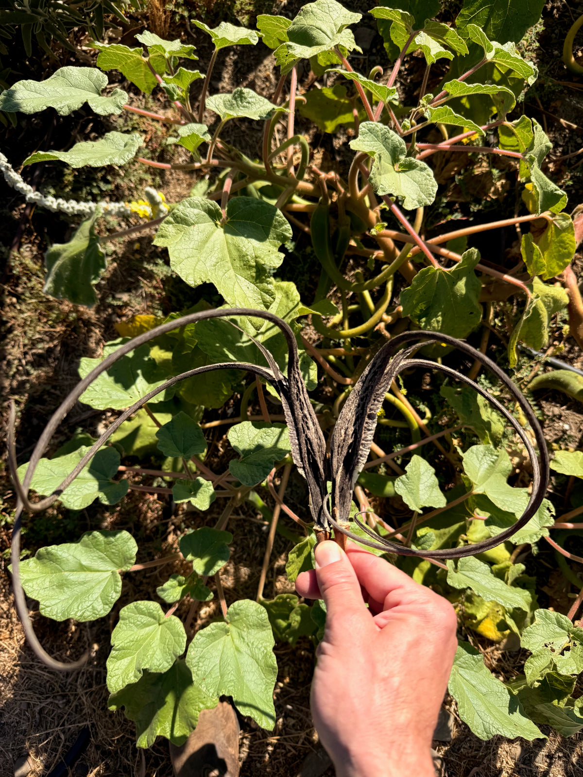 Red Devil's Claw / Doubleclaw