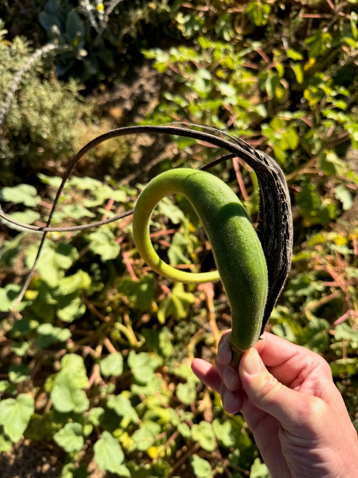 Red Devil's Claw / Doubleclaw