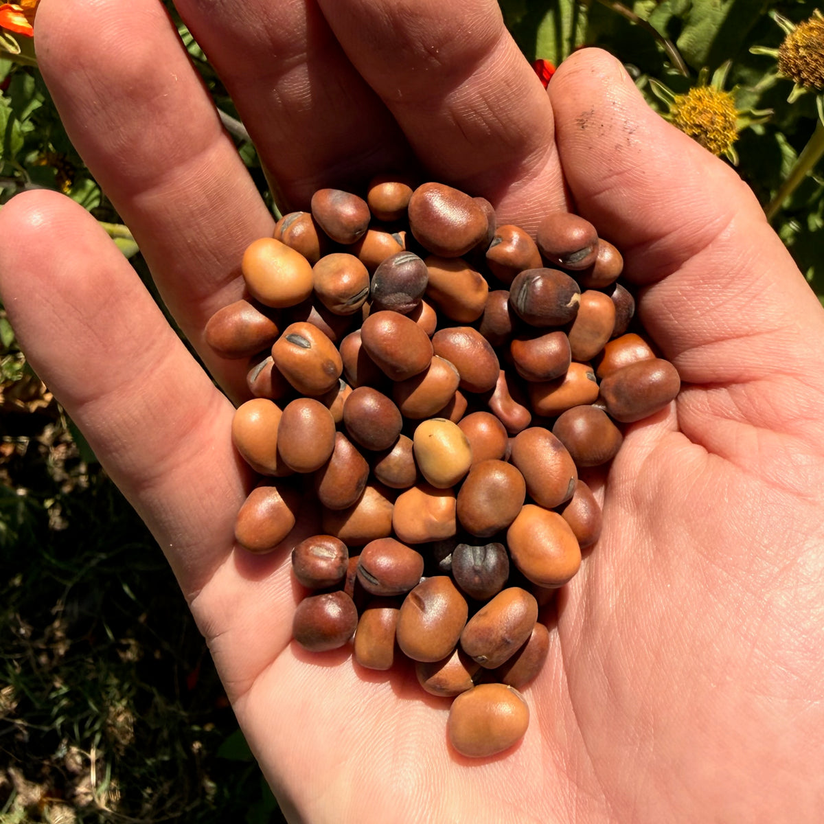 Diana Fava Bean