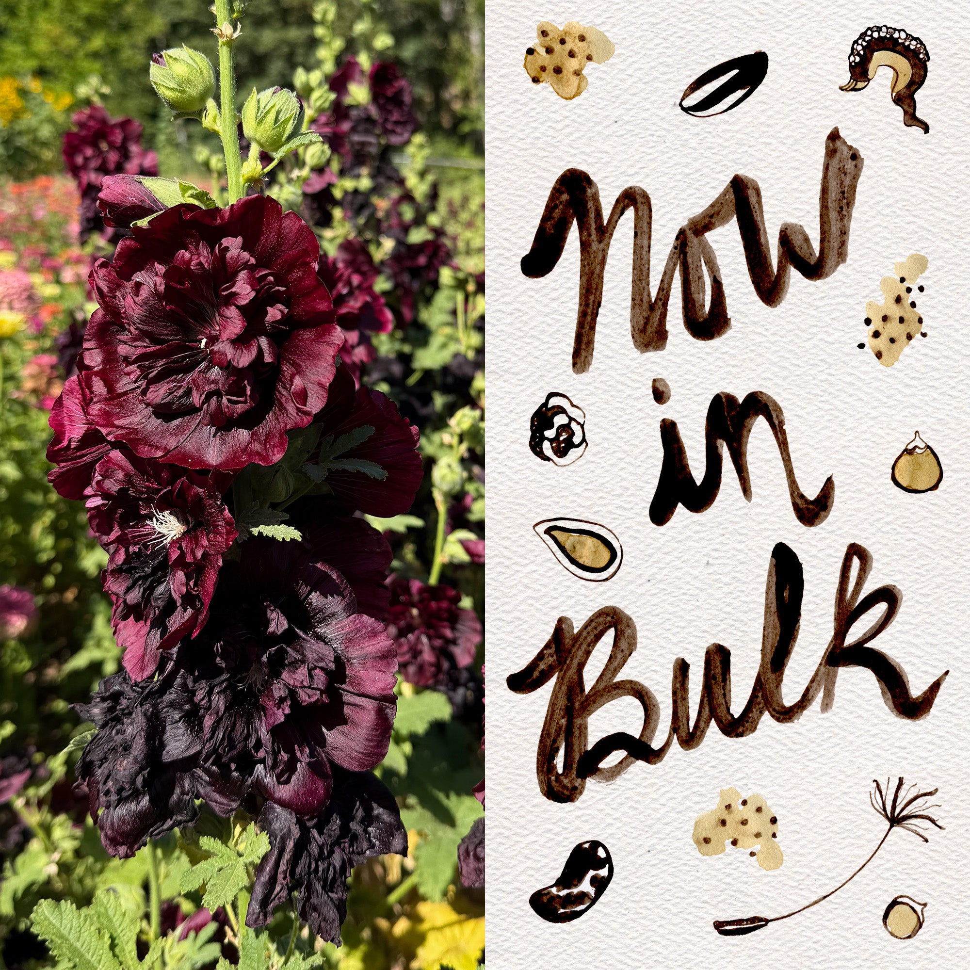 where are the seeds on a hollyhock plant Double Black Hollyhock Flower Seeds