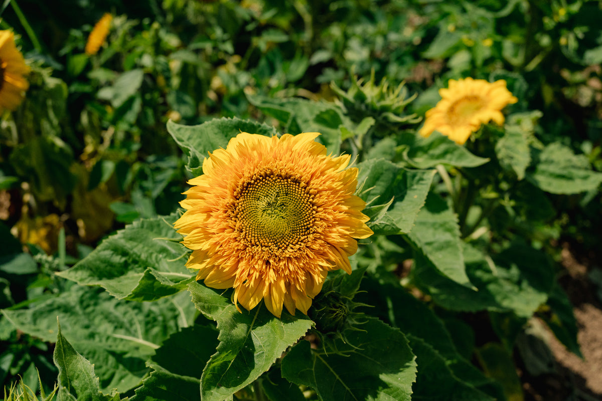 Double Goldy F1 Sunflower