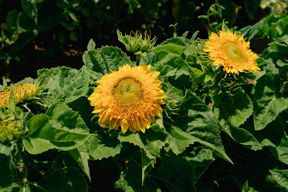 Double Goldy F1 Sunflower