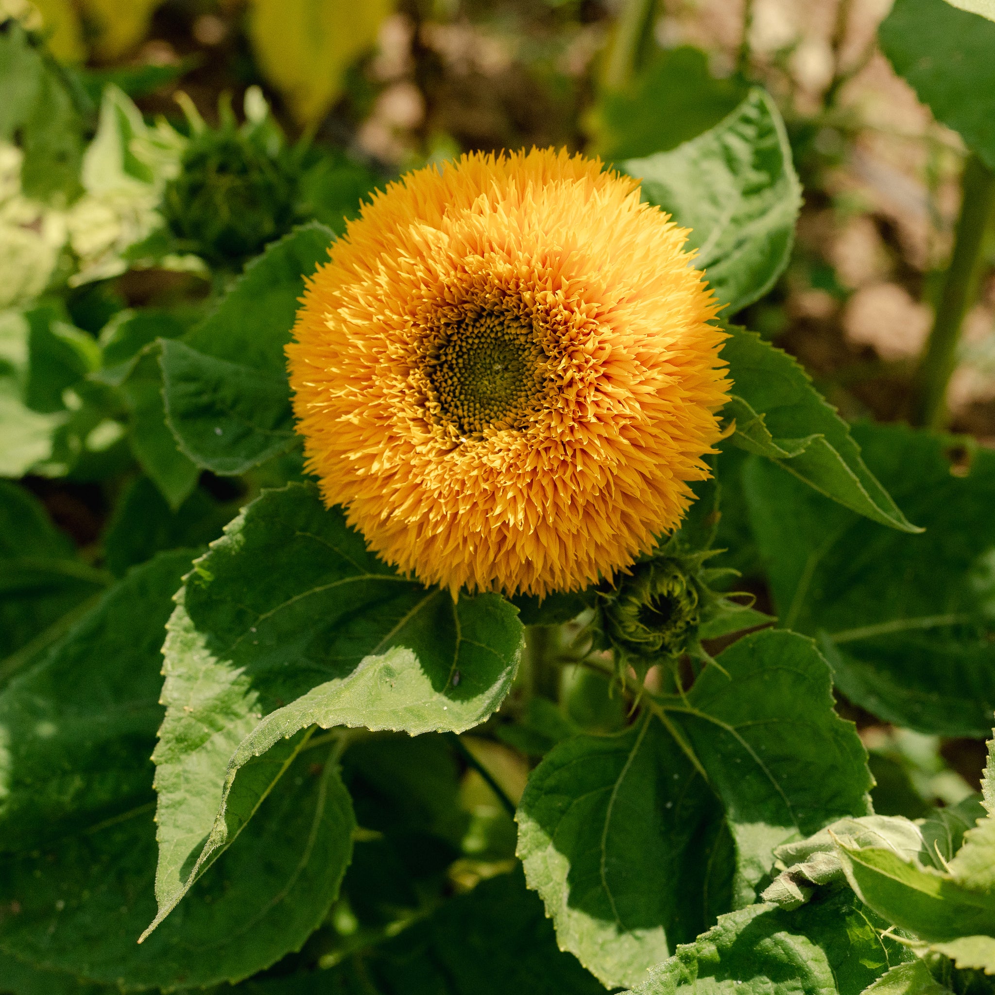 golden soul flower seed Double Goldy F1 Sunflower Seeds