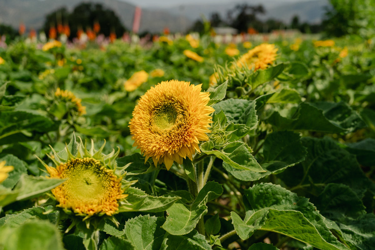 Double Goldy F1 Sunflower