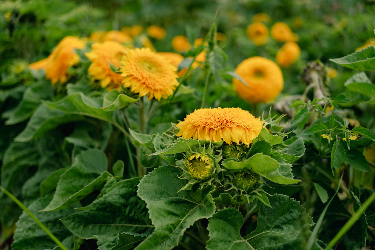 Double Goldy F1 Sunflower