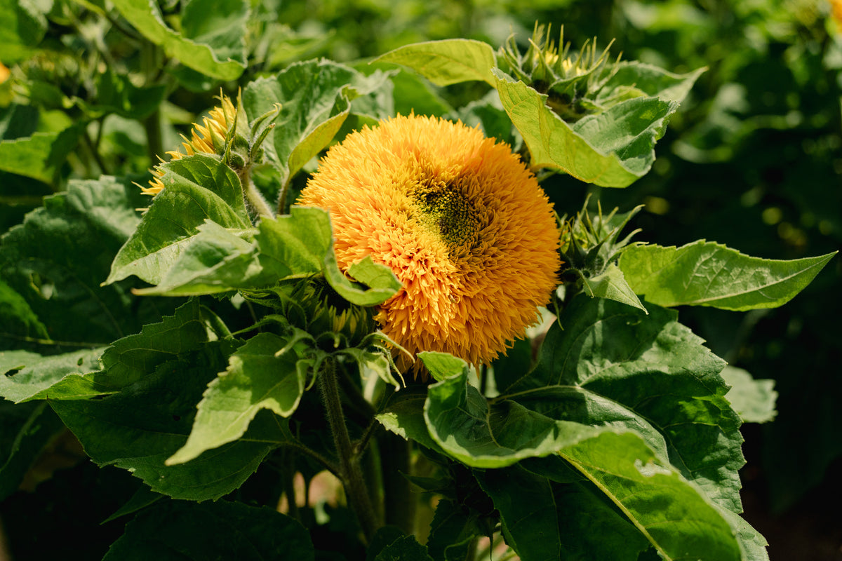 Double Goldy F1 Sunflower