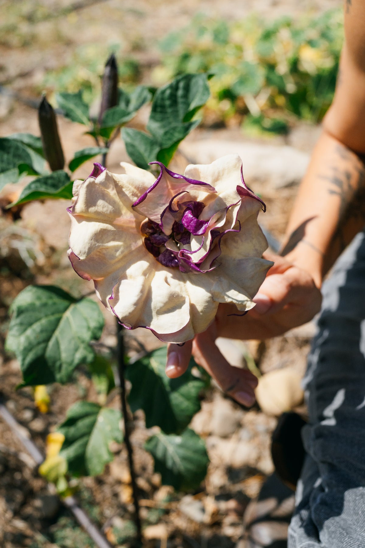 Double Purple Datura