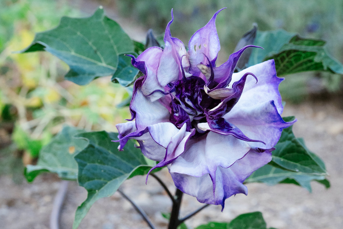 Double Purple Datura