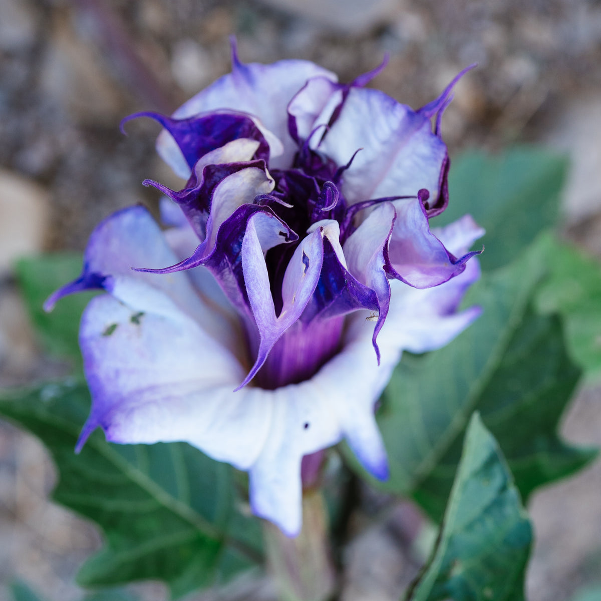 Double Purple Datura