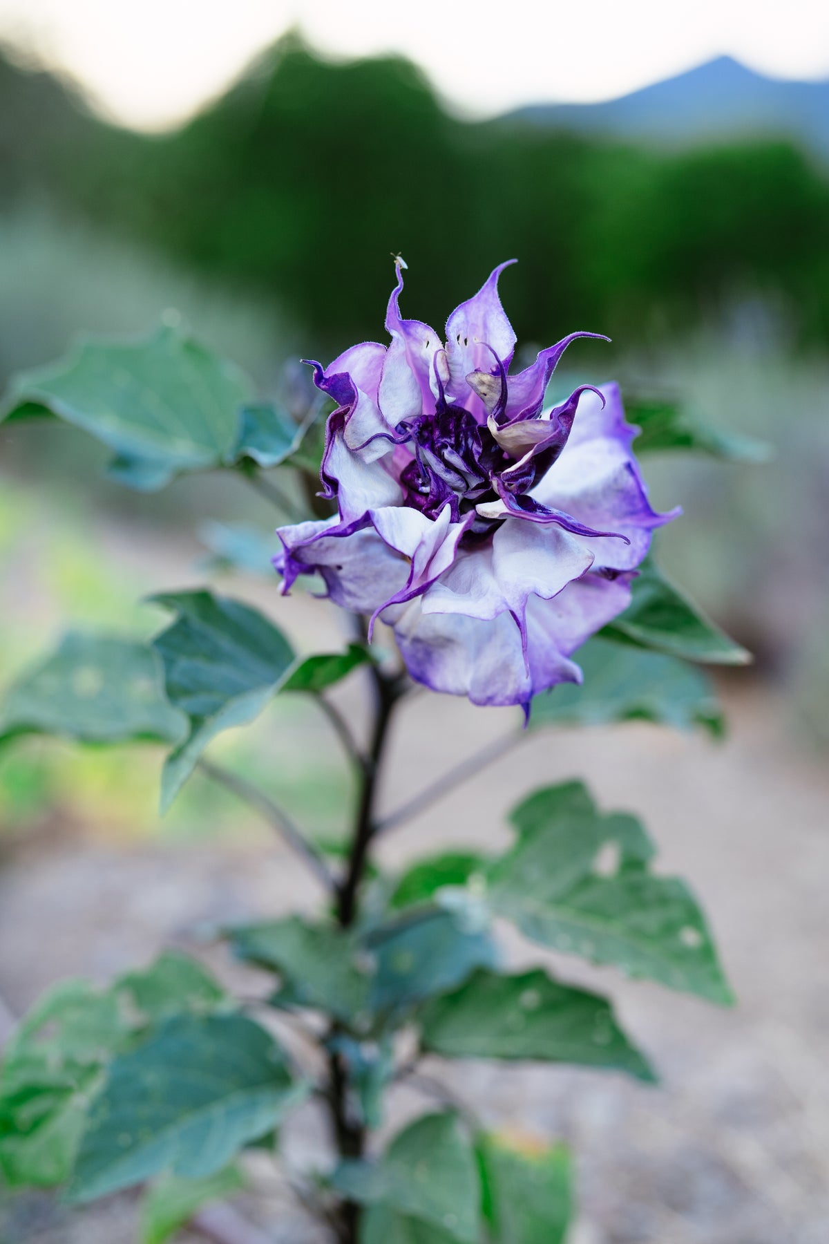 Double Purple Datura