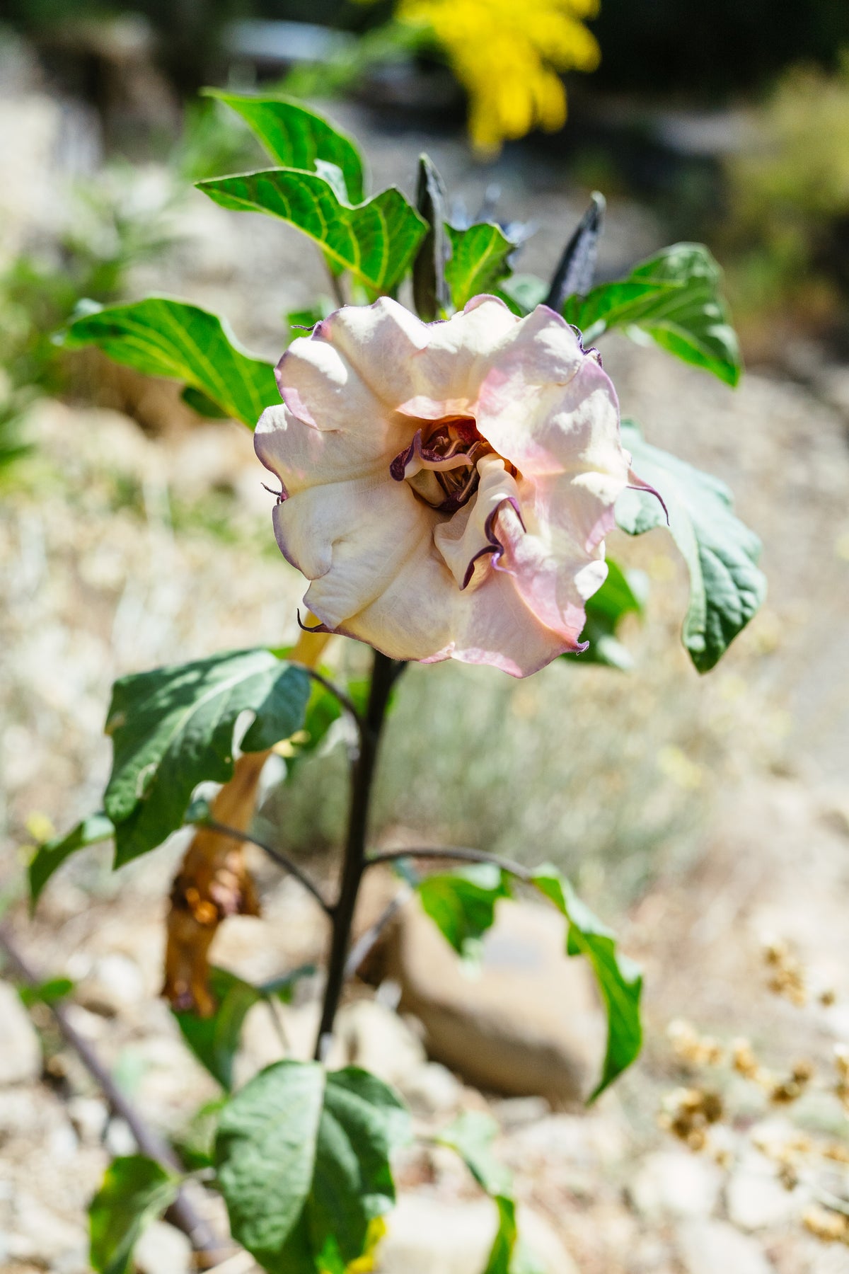 Double Purple Datura
