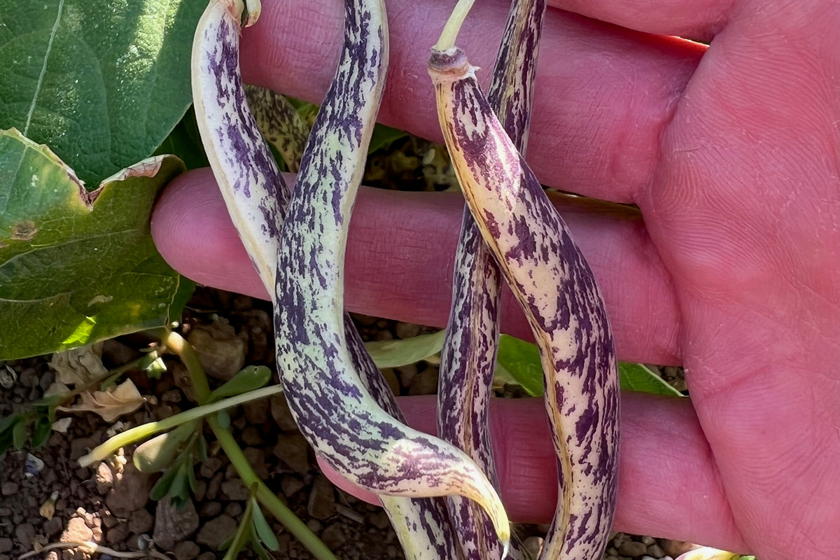 Dragon Langerie Snap Bean