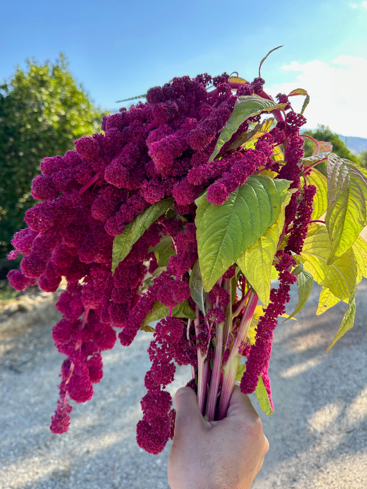 Dreadlocks Amaranth