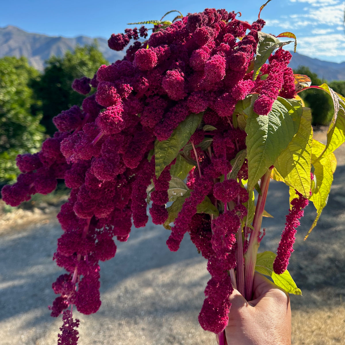 Dreadlocks Amaranth